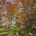 Fagus sylvatica 'Atropunicea' - 4