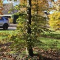 Fagus sylvatica 'Atropunicea' - 3