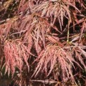 Acer palmatum 'Dragon's fire' - 1