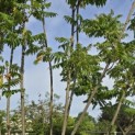 Rhus typhina - Foto 1