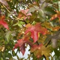 Liquidambar styraciflua - 1
