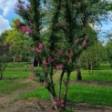 Lagerstroemia indica 'Rosea' - 2
