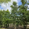 Quercus cerris - Foto 1