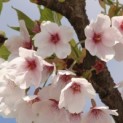 Prunus x 'Yedoensis' - 3
