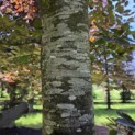 Fagus sylvatica 'Atropunicea' - Foto 1