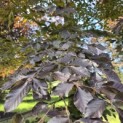 Fagus sylvatica 'Atropunicea' - Foto 2