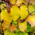 impressie Fagus herfstblad