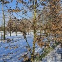 Carpinus betulus - 1