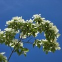 Cornus kousa 'Venus' - 4