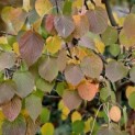 Davidia involucrata - Foto 1