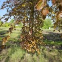 Fagus sylvatica 'Atropunicea' - 5
