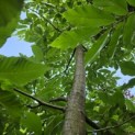 Castanea Sativa - 1