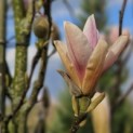 Magnolia 'Heaven Scent' - Foto 1