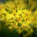 Koelreuteria paniculata 'Fastigiata' - 2