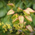 Koelreuteria paniculata 'Fastigiata' - 1