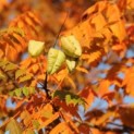 Koelreuteria paniculata 'Fastigiata' - 3