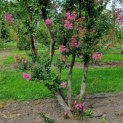 Lagerstroemia indica 'Rosea' - 3