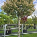 Prunus Lusitanica angustifolia - 1