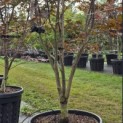 Acer palmatum 'Red Emperor' - 5