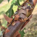 Acer griseum - Foto 2