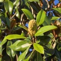 Magnolia grandiflora 'Galissonnière' - 1
