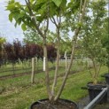 Catalpa bignonioides 'Aurea' - 3