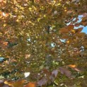 Fagus sylvatica 'Atropunicea' - Foto 1
