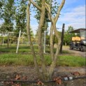 Parrotia persica - 1