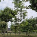 Gleditsia triacanthos ‘Draves' - 1