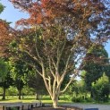 acer palmatum 'Atropurpureum' - Foto 4