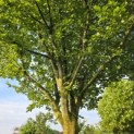Carpinus Betulus - 6