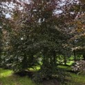 Fagus sylvatica 'Atropunicea' - 3