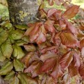 Fagus sylvatica 'Atropunicea' - 2
