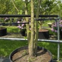 Corylus colurna - Foto 6