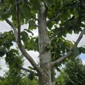 Parrotia persica 'Vanessa' - Foto 4