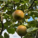 Malus domestica 'Rode Boskoop' - Foto 1