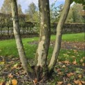 Platanus x hispanica - Foto 2