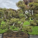 Acer palmatum 'Inaba Shidare' - 1