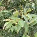 Lagerstroemia 'Natchez' - 1