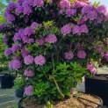 Rhododendron 'Catawbiense Grandiflorum' - Afbeelding 1