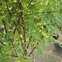 Sophora japonica - 3