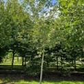 Malus domestica 'Lombarts' - 7