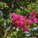 Lagerstroemia indica 'Rosea' - 5