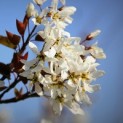 Amelanchier lamarckii - krentenboompje bloesem