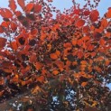 Fagus sylvatica 'Atropunicea' - 2
