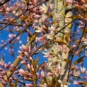 Amelanchier arborea 'Robin Hill' - Foto 1