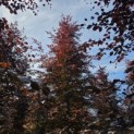 Fagus sylvatica 'Atropunicea' - 5