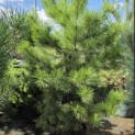 Pinus nigra 'Nigra' - Foto 3