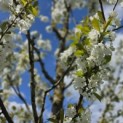 Prunus avium - Foto 5