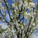 Prunus avium - Foto 6